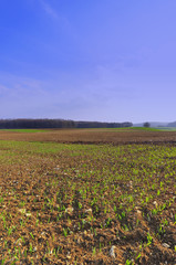 Fototapeta na wymiar A rural field in spring on Swabian Alb