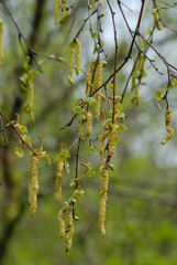 Catkins