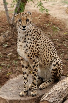 Cheetah Wild Cat