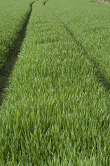 Fototapeta premium Feld Landwirtschaft Spuren