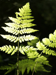 Fototapeta premium Backdrop of forest ferns