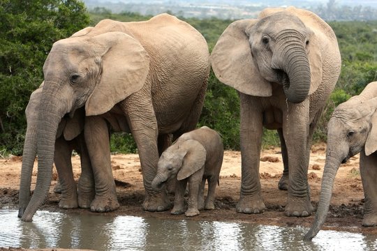 African Elephant Family Group