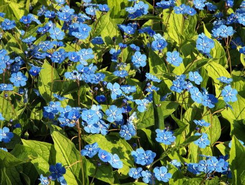 Blume namens Gamander-Ehrenpreis