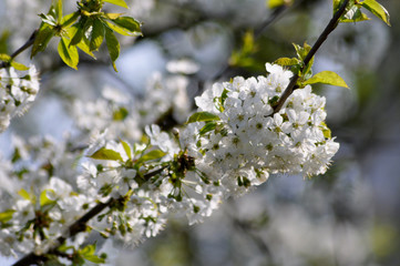 Sakura - Blütezeit