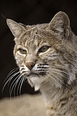 Naklejka na ściany i meble Lynx Close Up Portrait