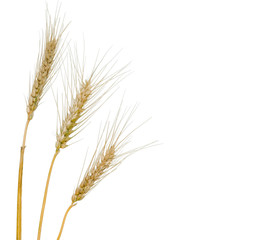 Fototapeta premium wheat isolated on white background