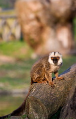 Lemur de cara blanca