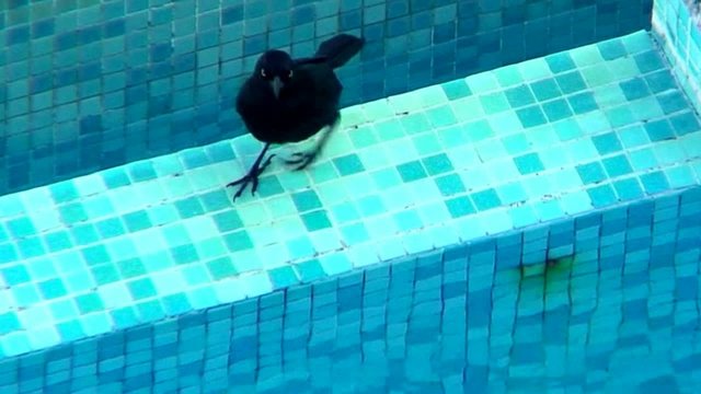 La toilette du merle dans la piscine.