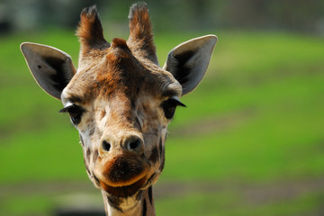 cute giraffe