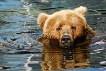 brown bear swimming