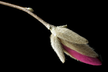 Fototapeta premium Isolated Magnolia Bud