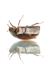 Beetle (Blitopertha Polyanor)