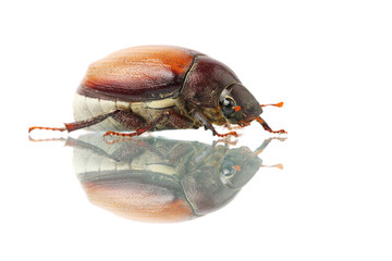 Beetle (Blitopertha Polyanor)