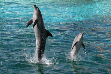 Dolphins Jumping