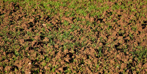 Young crops on the spring farm field