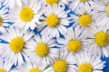 Fototapeta premium Background from spring daisy flowers