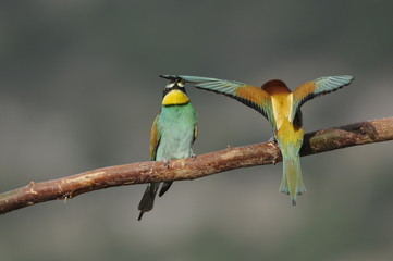 Bee-eater (Merops apiaster), marriage between, Israel