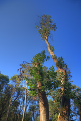 Madrona Tree
