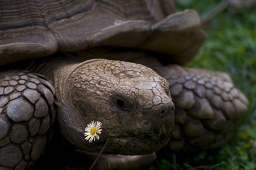 Alte Schildkröte