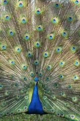 Obraz premium Pfau mit Rad