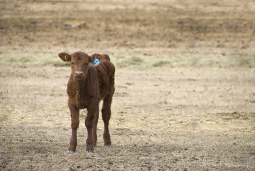 Brown Calf Alone in Field