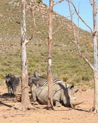 Rhinoceros and zebras
