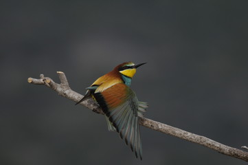 Bee-eater (Merops apiaster), Israel