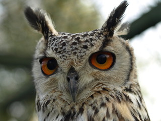Bengal owl.