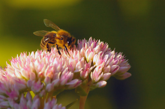 Abeille
