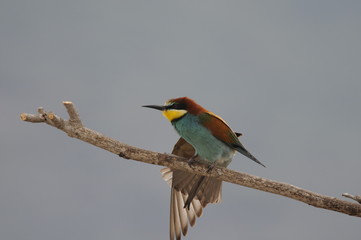 Bee-eater (Merops apiaster), Israel