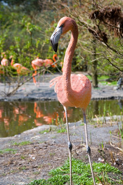 Greater Flamingos in park Avifauna, the Netherlands