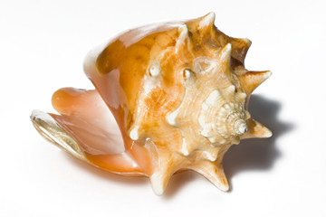 Sea shell