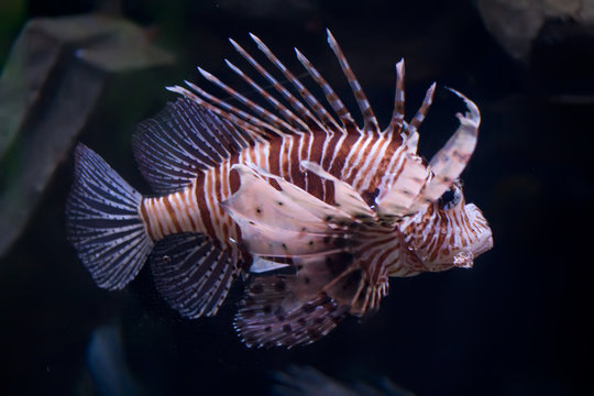 Lionfish