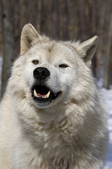 Arctic Wolf V