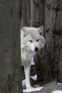 Timber Wolf