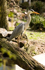 Grey heron. Park Avifauna, the Netherlands