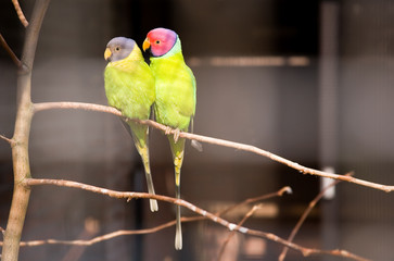 Pair of plum-headed parakeets. Park Avifauna, the Netherlands