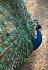 Obraz premium Beautiful peacock spreading its coloured tail