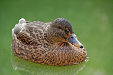 duck in the pond