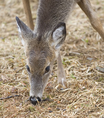 wet doe