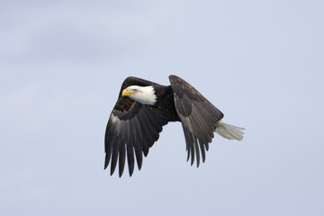 Mature Bald Eagle Flying