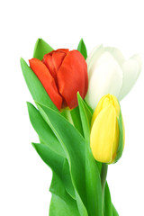 colorful tulips