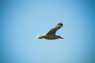 Flying Bird