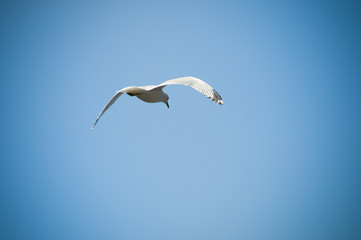 Flying Bird