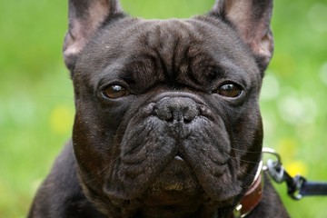 bouledogue francais bringé
