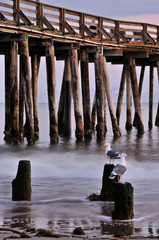 Seagulls at Sunset