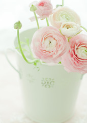 白いバケツのラナンキュラス