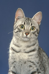 Obraz premium portrait et regard hagard d'un chat mau égyptien en studio
