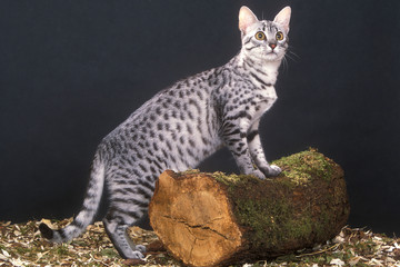 chat mau égyptien en studio,de profil,pattes posées sur bois