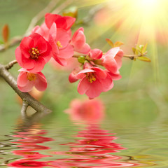 Spring blossom reflected in the water